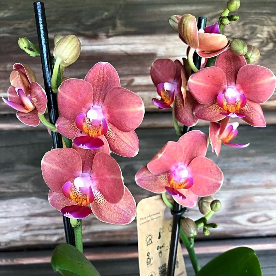 Орхидея фрагранс