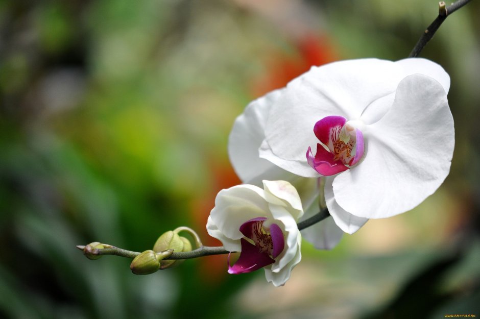 Орхидея фаленопсис белый 1 ветка