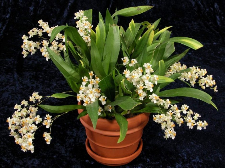Онцидиум Твинкли Орхидея