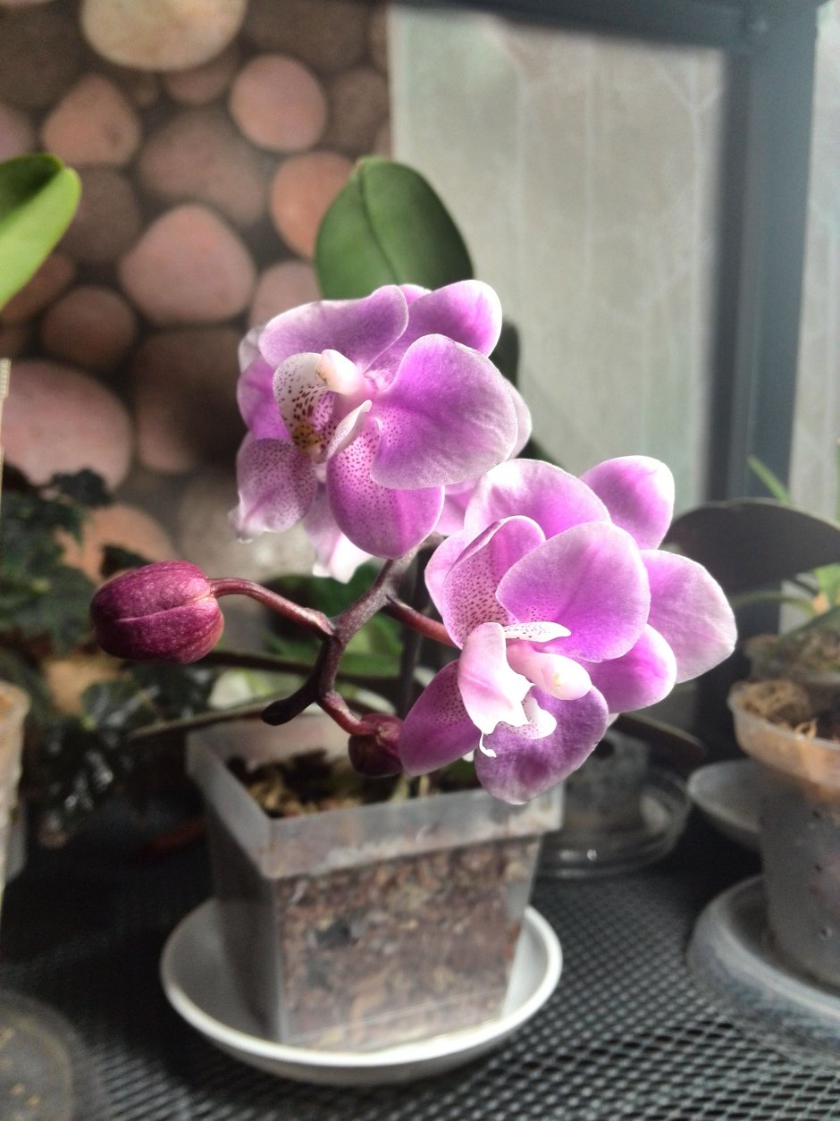 Jiaho's Pink Орхидея