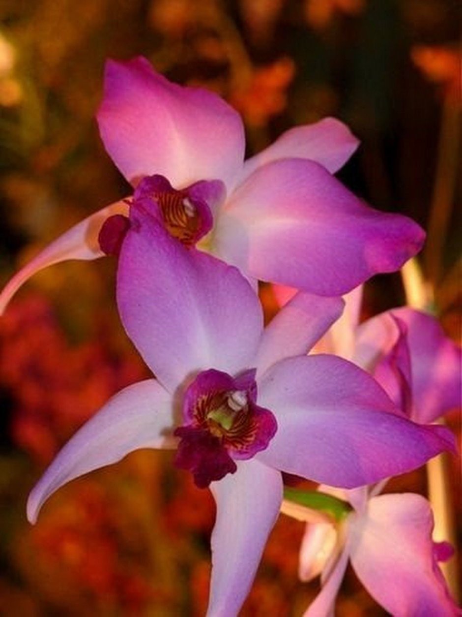 Салюс Фрагранс Орхидея