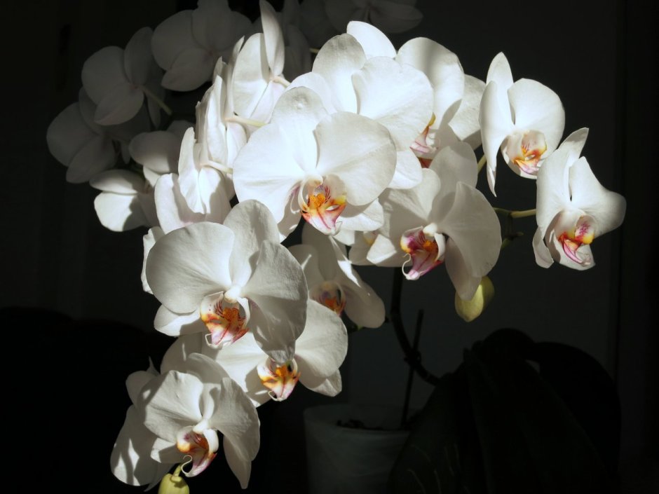 Орхидея Келлион