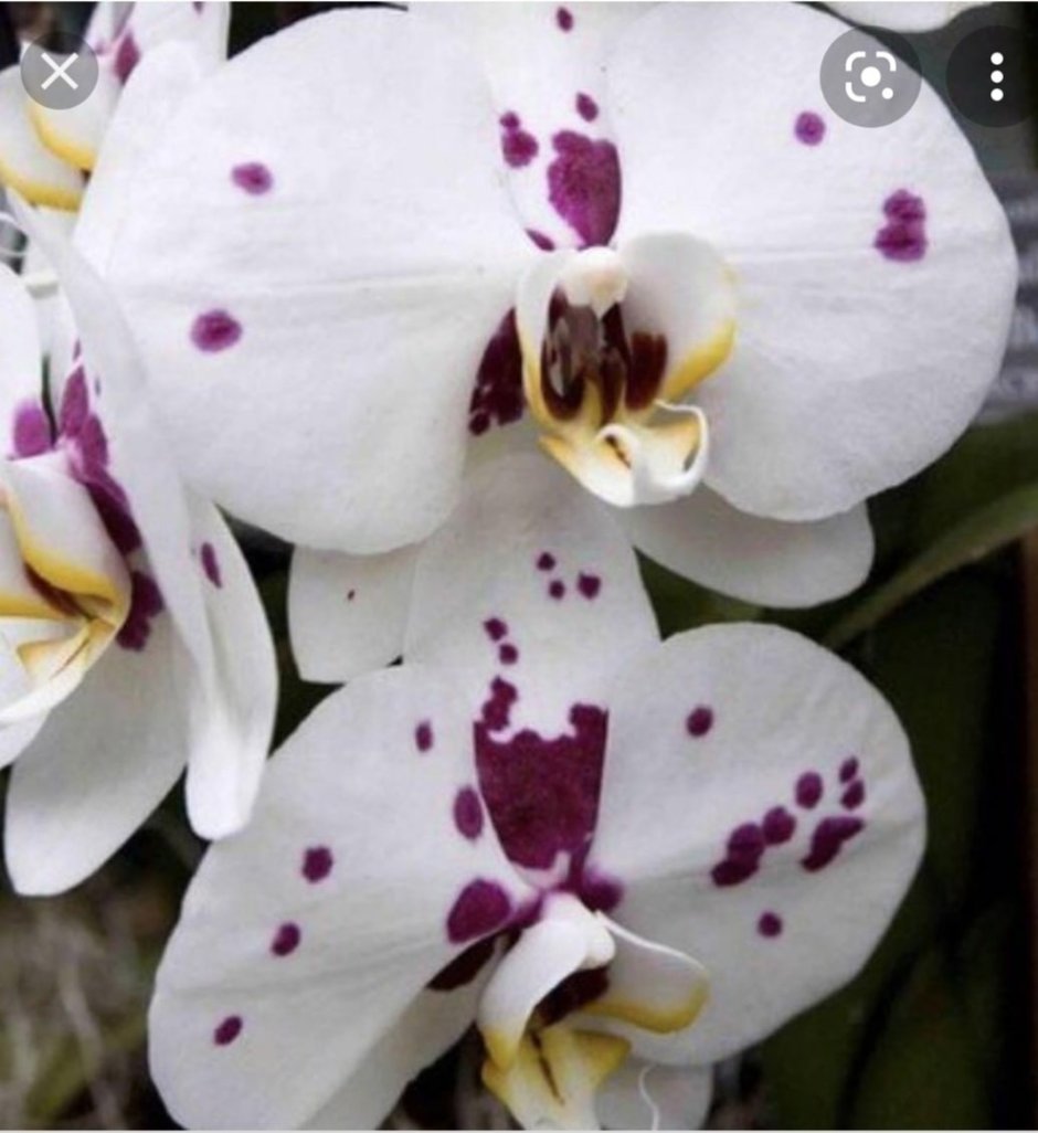 Орхидея Phalaenopsis Рауль