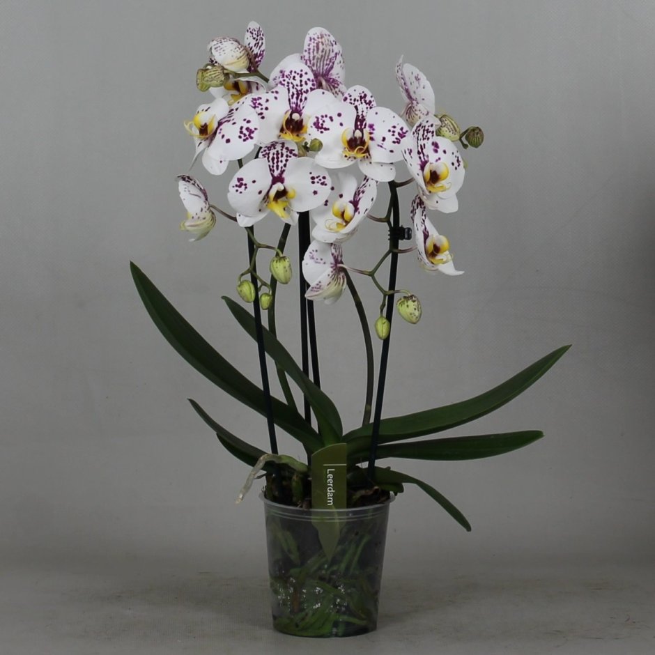 Келлион орхидея