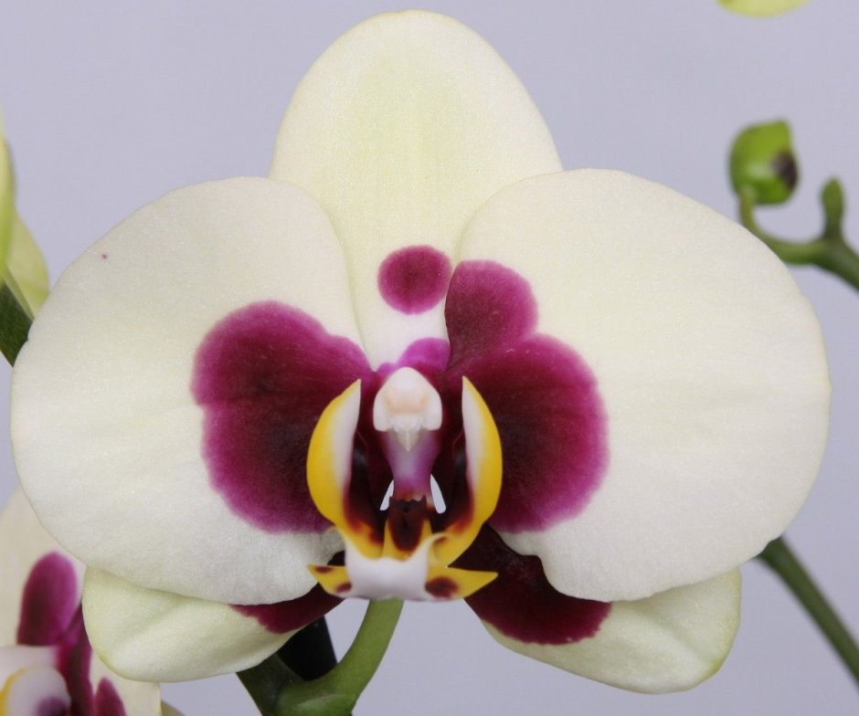 Орхидея Phalaenopsis 'Radiance