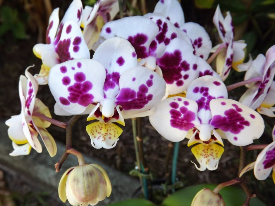 Орхидея Феллини фаленопсис