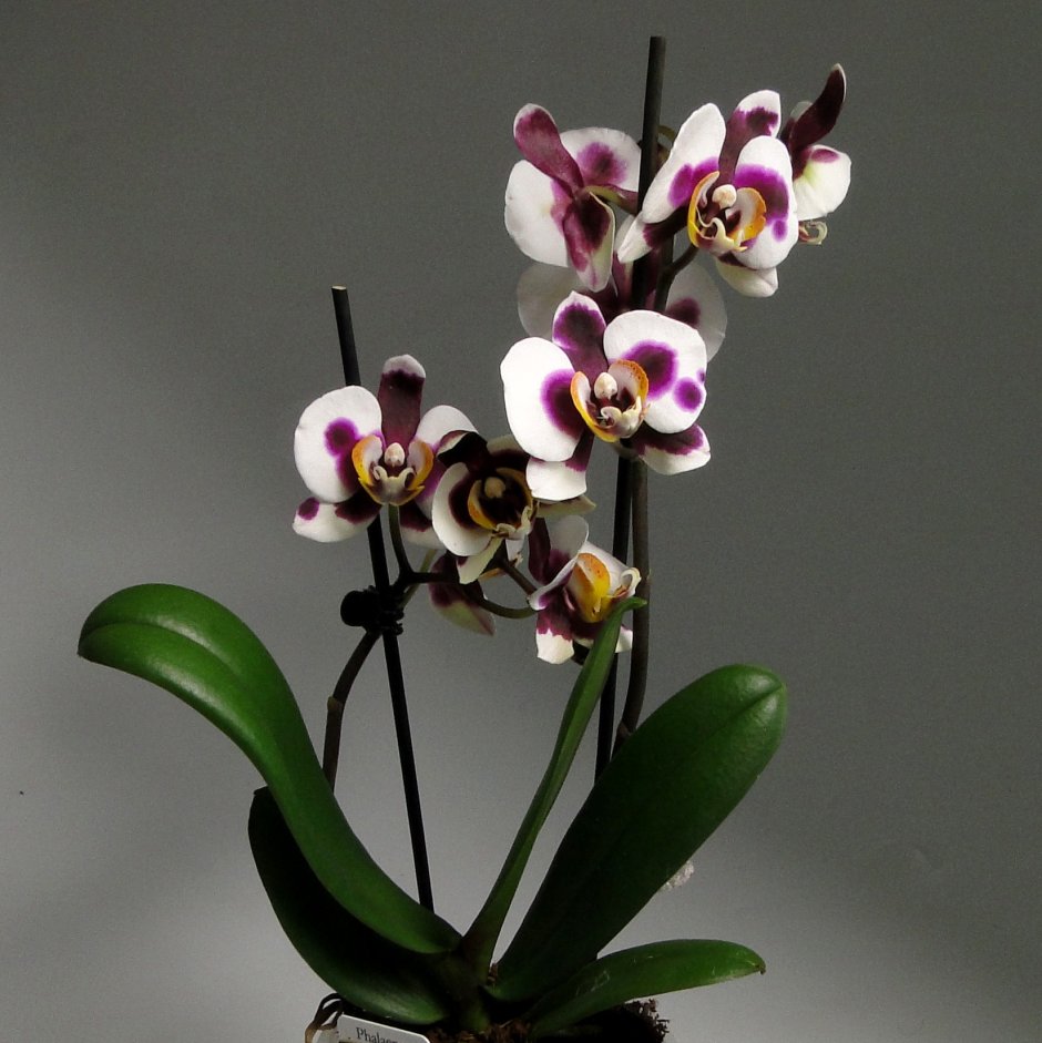 Горизонт Орхидея фаленопсис