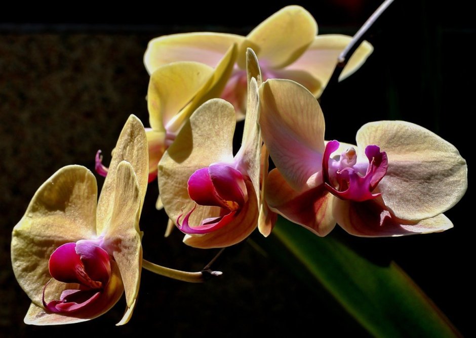 Орхидея Мальва