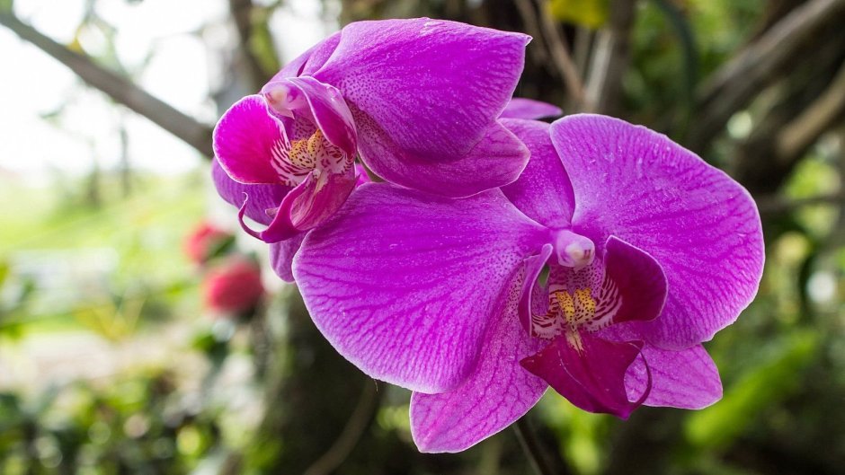 Лиодоро Орхидея