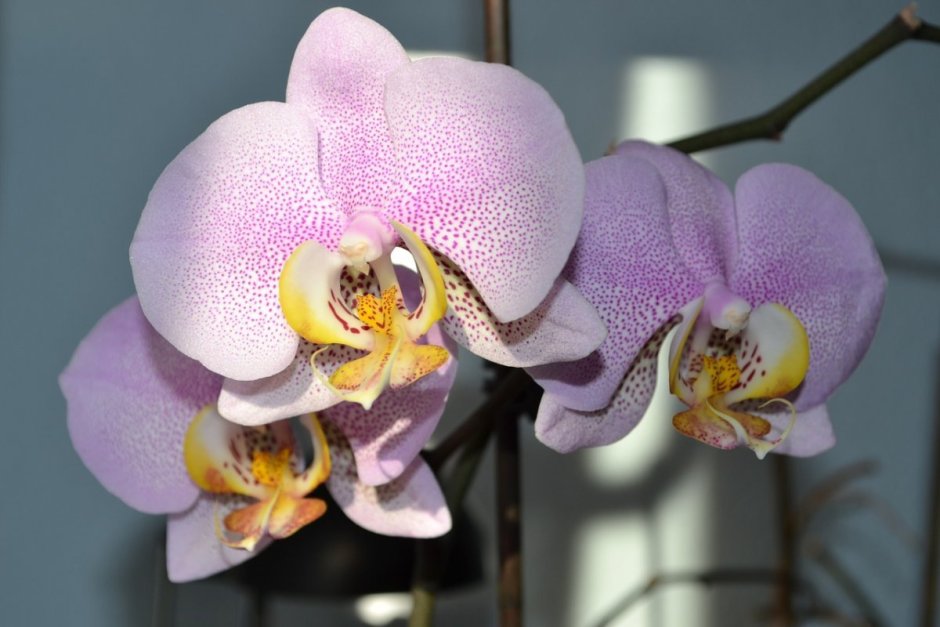 Сиреневая Орхидея фаленопсис