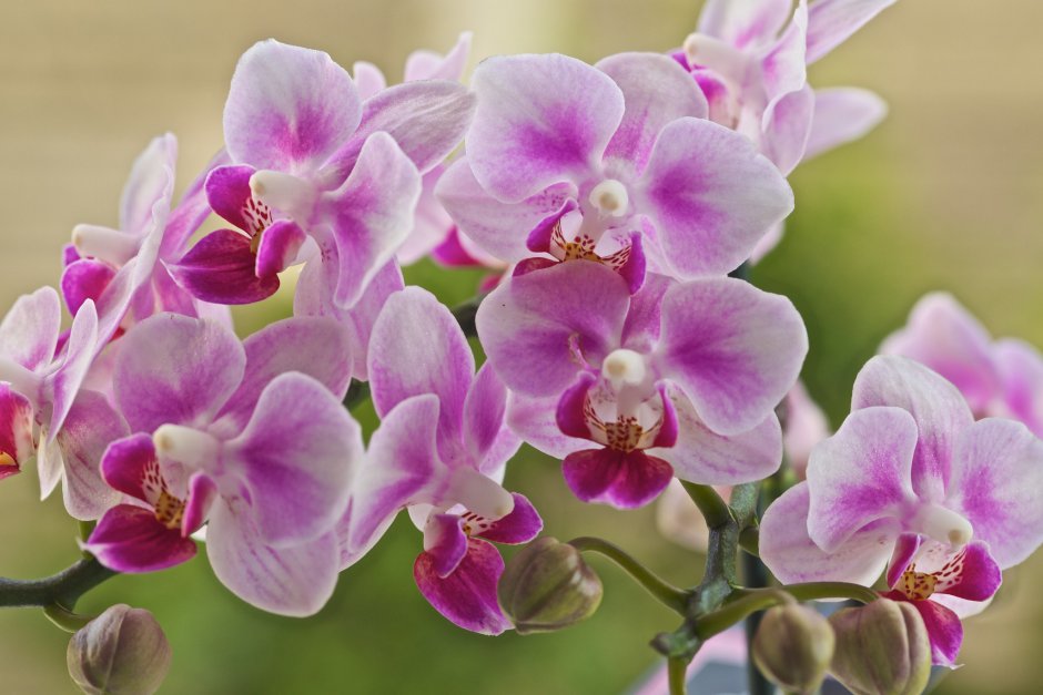 Yukon Орхидея