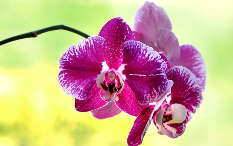 Орхидея фаленопсис цветок бабочка