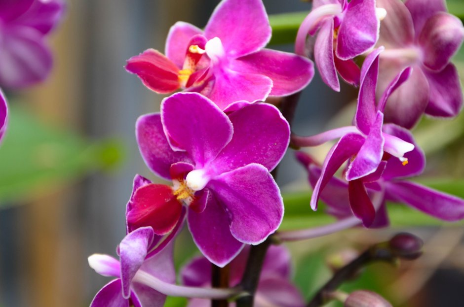 Орхидея Oh-Lala фото