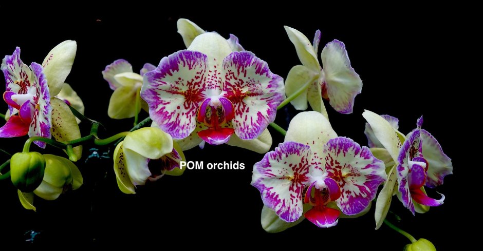 Орхидея Phalaenopsis Monza