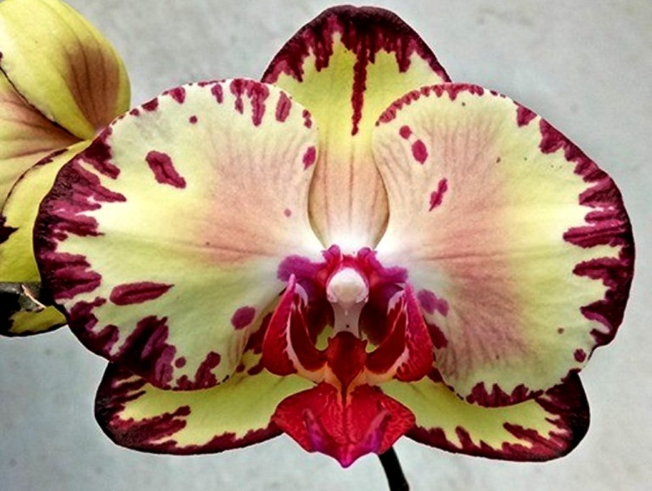 Орхидея Голдион