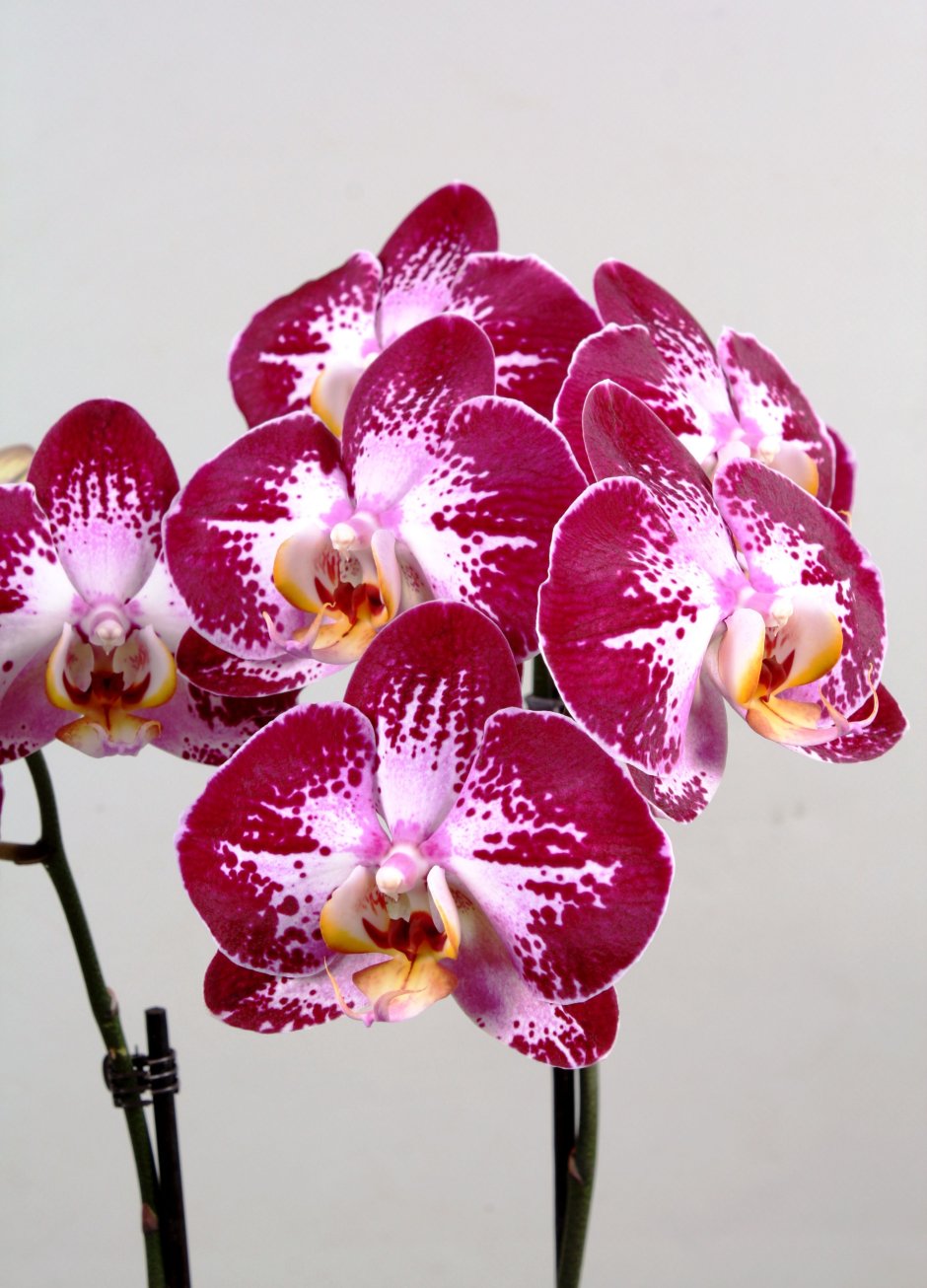 Орхидея фаленопсис Голден Ривер