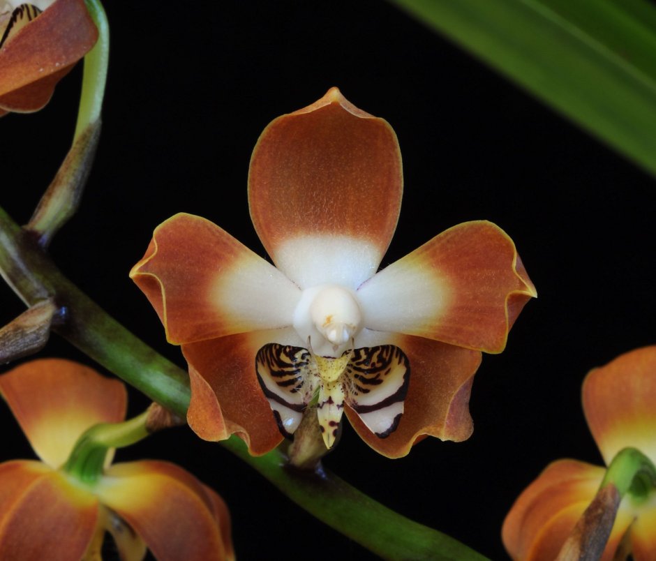 Орхидея попкорн бабочка