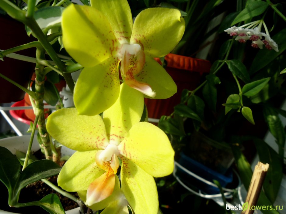 Орхидея голден санд