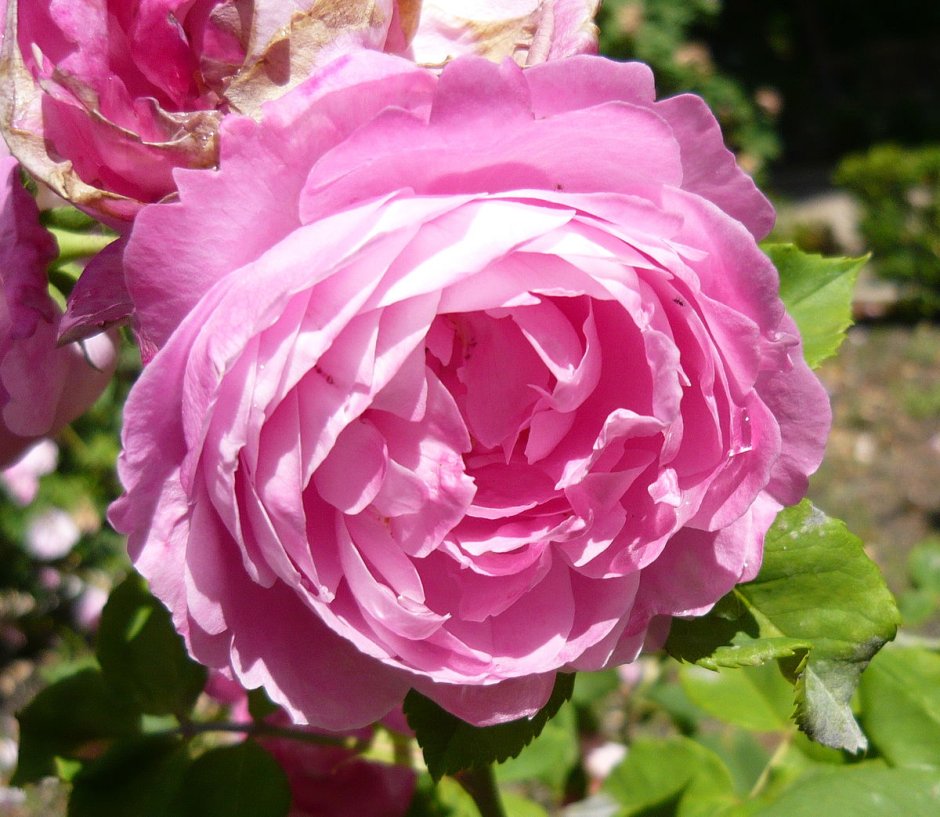La Reine Victoria роза