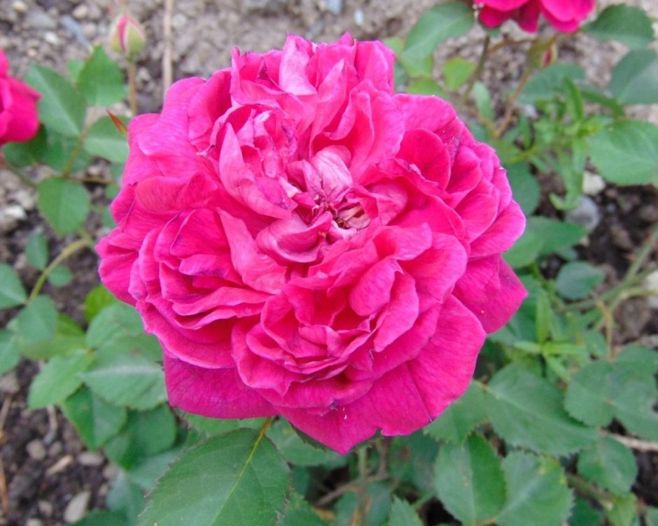 Бурбонская роза