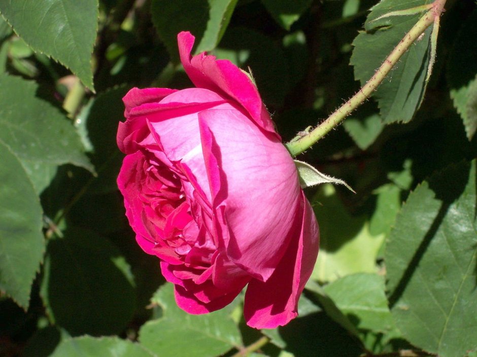 Бурбонская роза красная