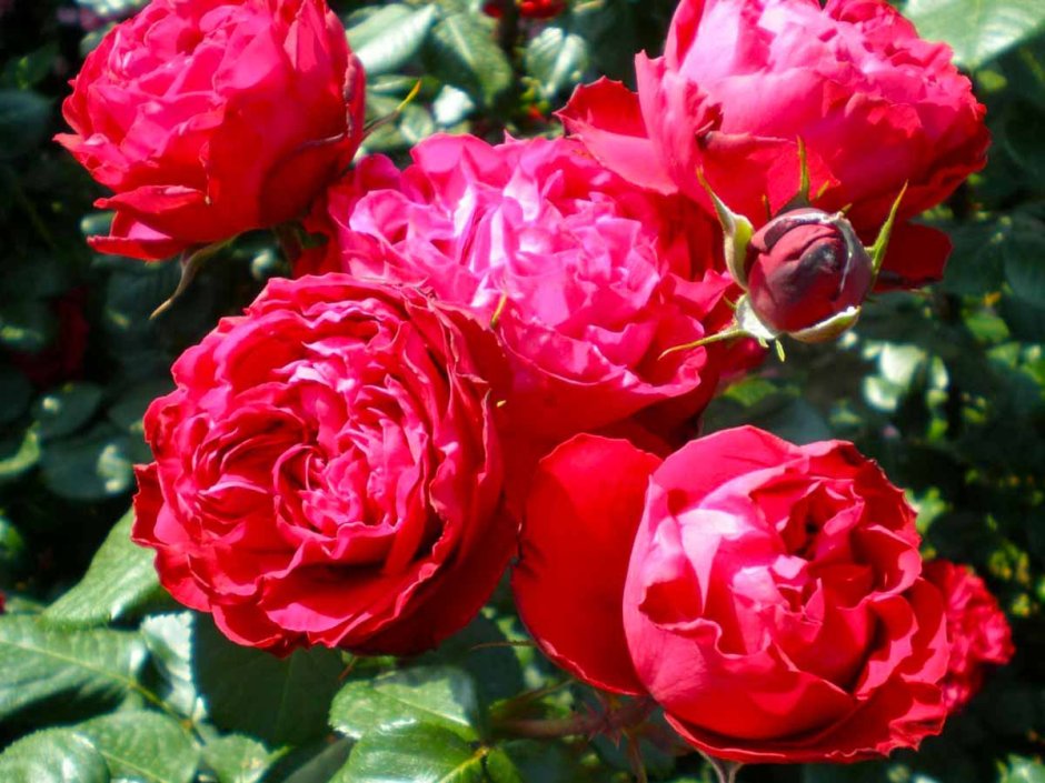 Бурбонские розы сорта