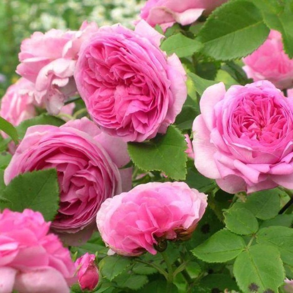 Бурбонская роза Луис Одьер