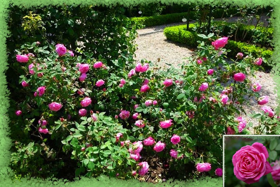 Розы бурбонские и их клаймеры