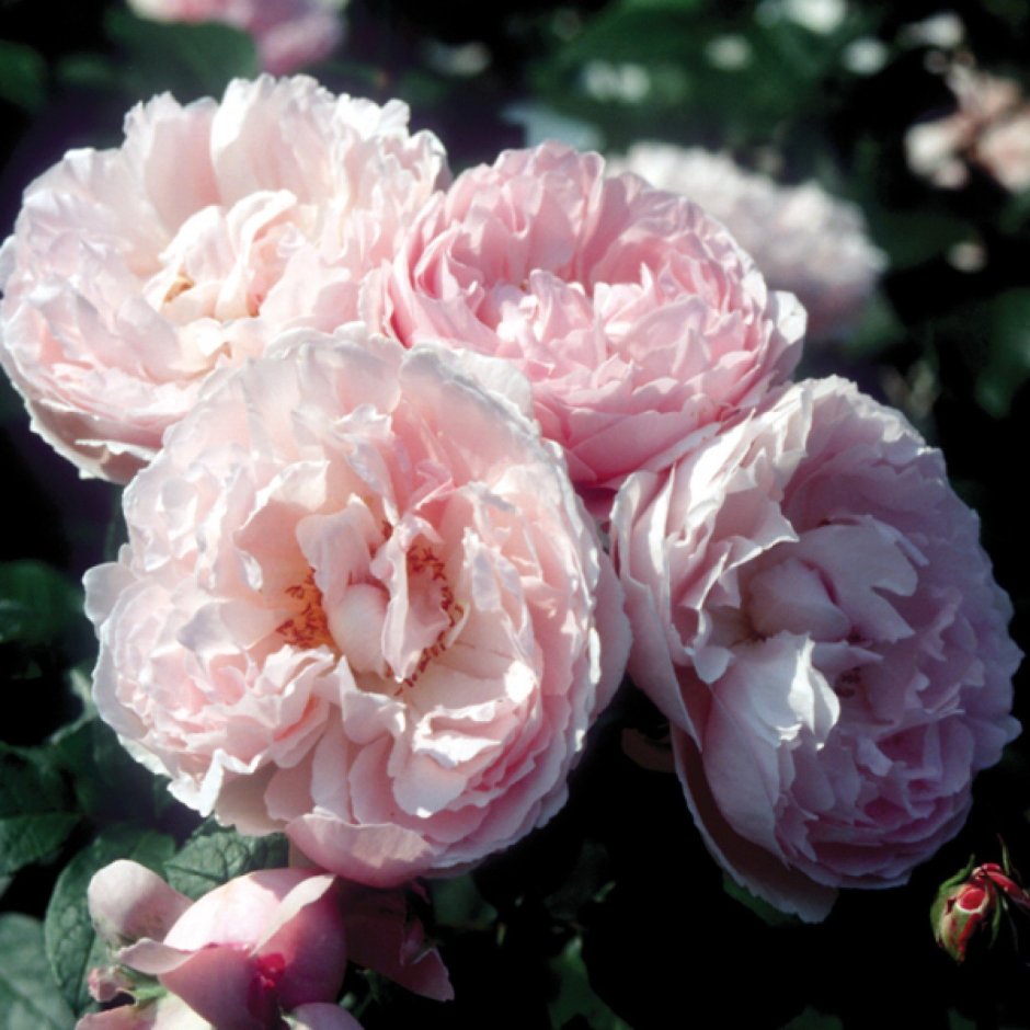 Souvenir de la Malmaison роза