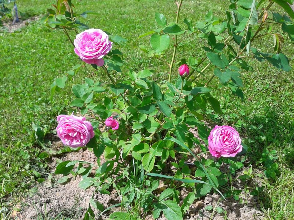 Луис Одье , Бурбонская роза