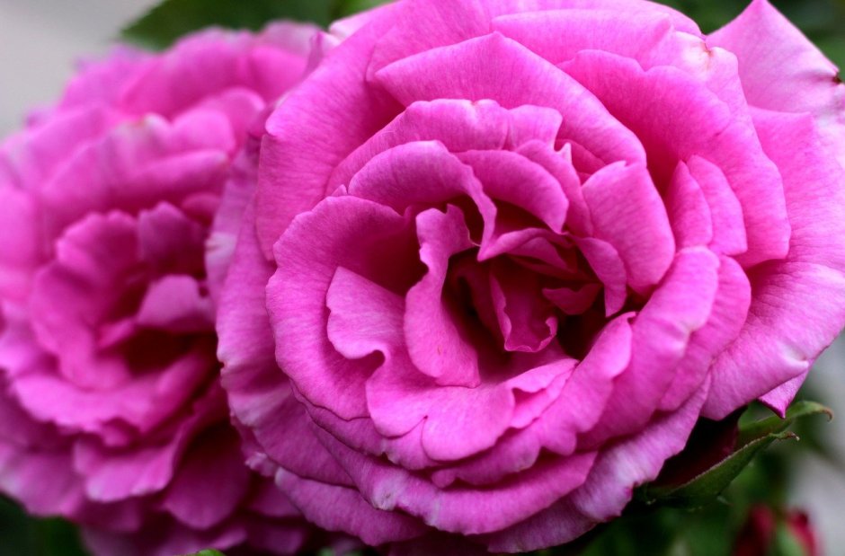 Роза Бурбонская розовая