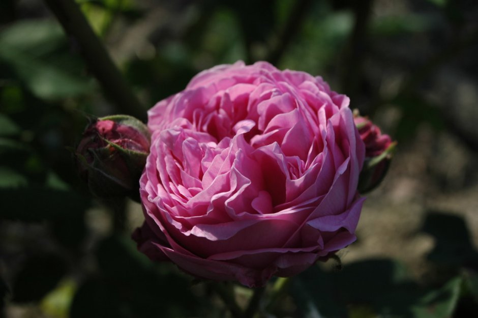 Роза сувенир де Мальмезон