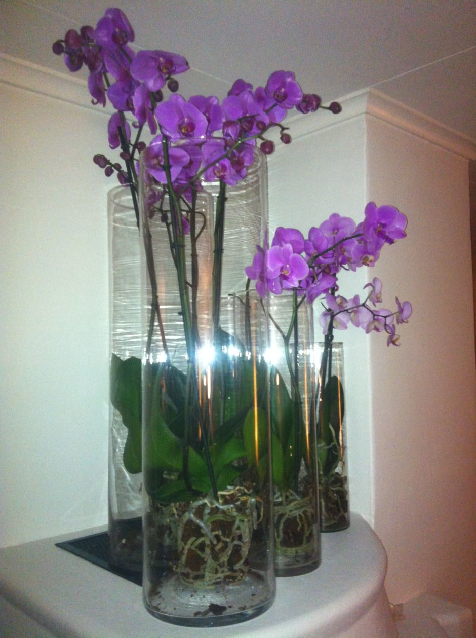 Стеклянные вазы для орхидей