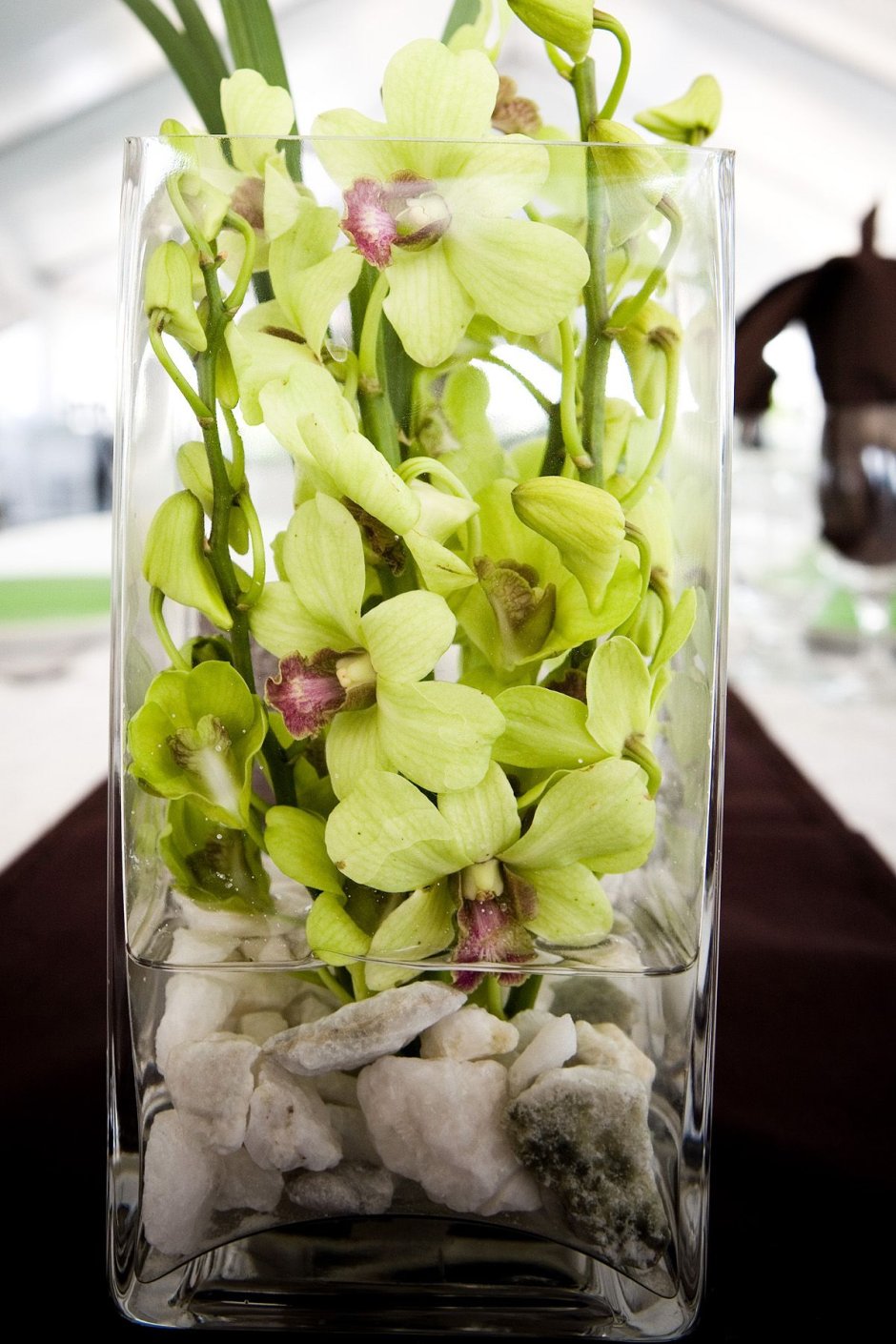 Орхидея Дендробиум в колбе