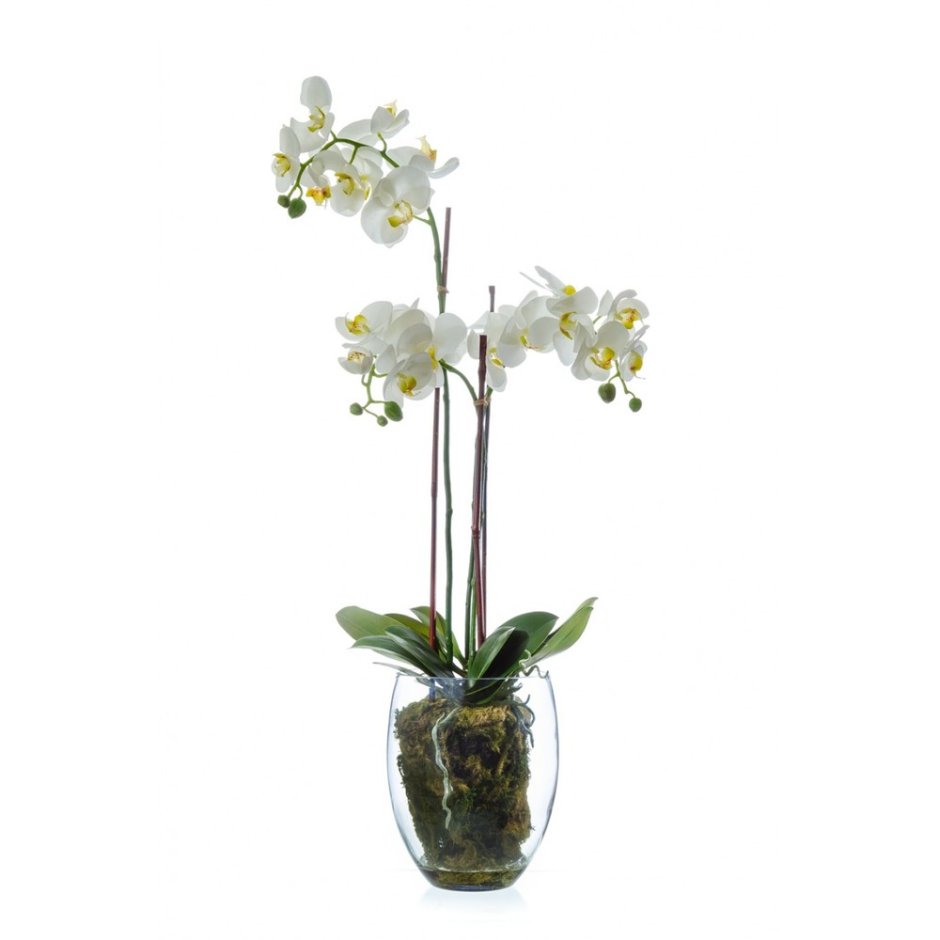 Орхидея t7115