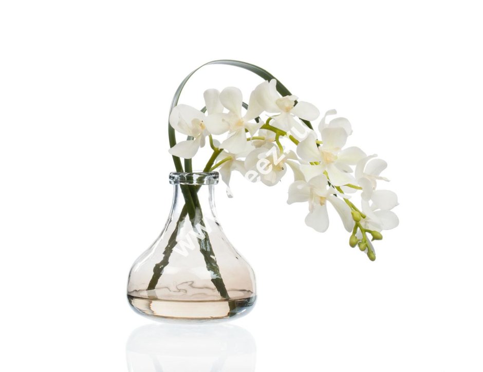 Белая Орхидея в вазе