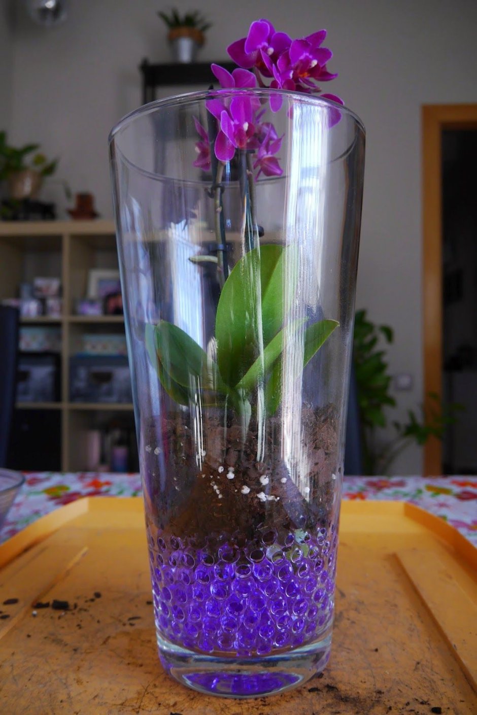 Орхидеи в вазах