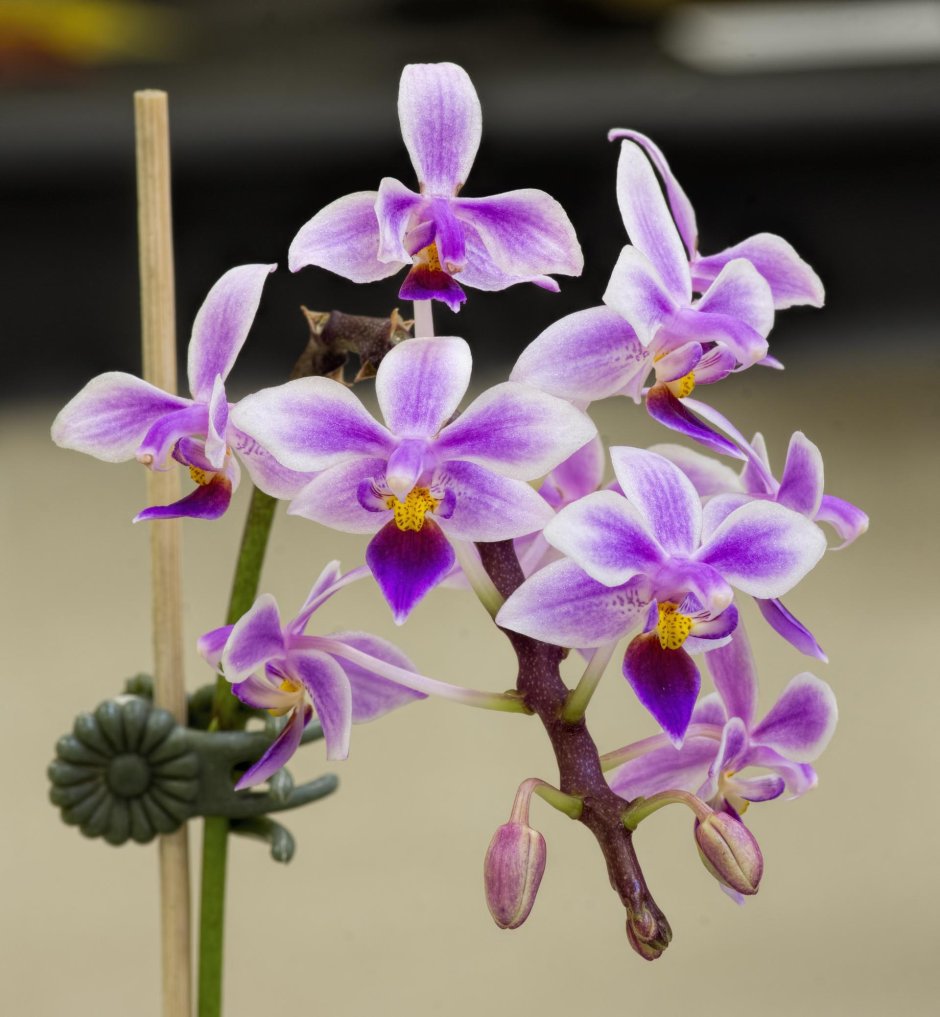 Орхидея Phalaenopsis Horizon