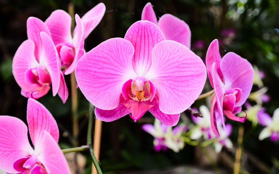 Орхидея Су