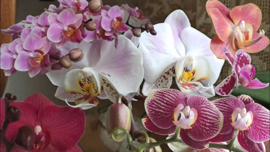 Орхидея фаленопсис Кандела