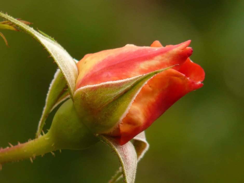 Чашелистик розы