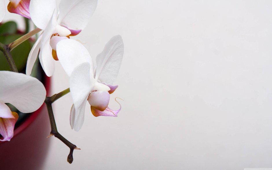 Красивые белые орхидеи