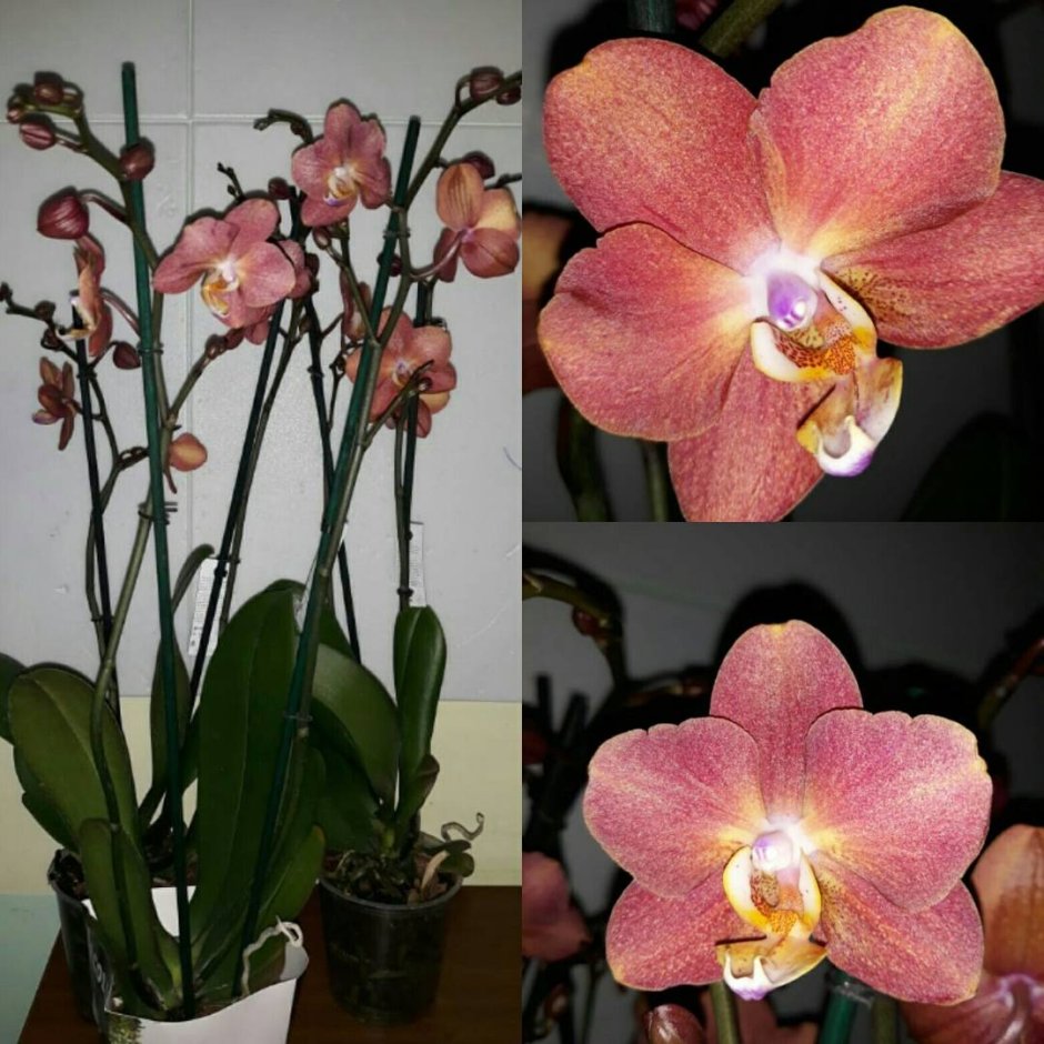 Орхидея Silvia