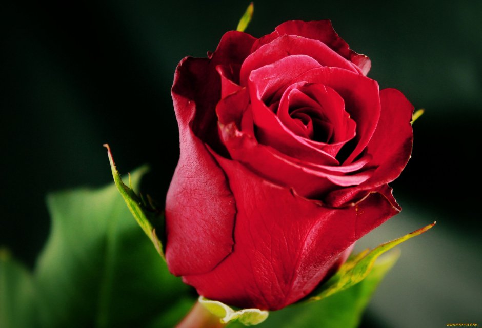 Бутон красной розы