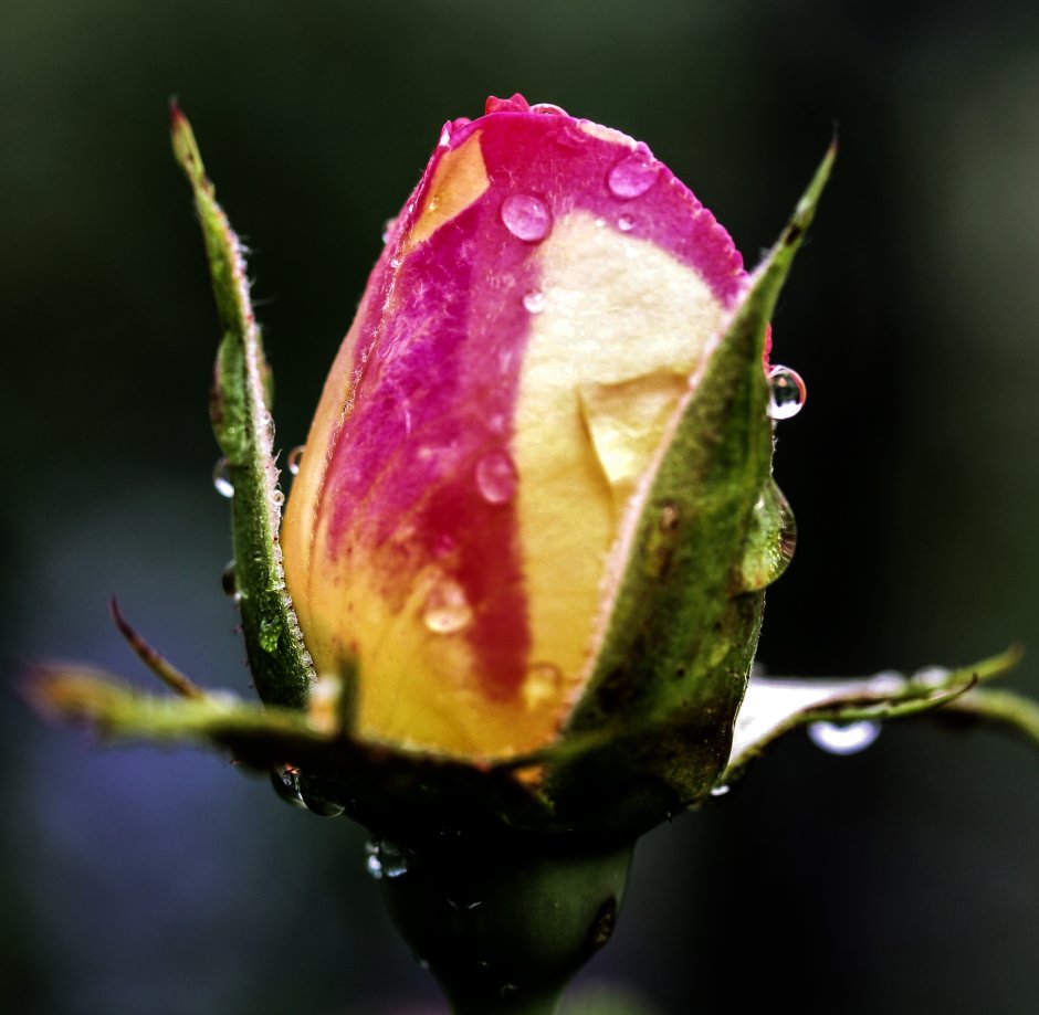 Нераскрывшийся бутон розовой розы