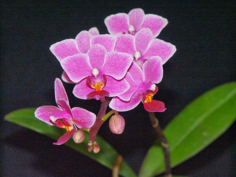 Горизонт орхидея фаленопсис