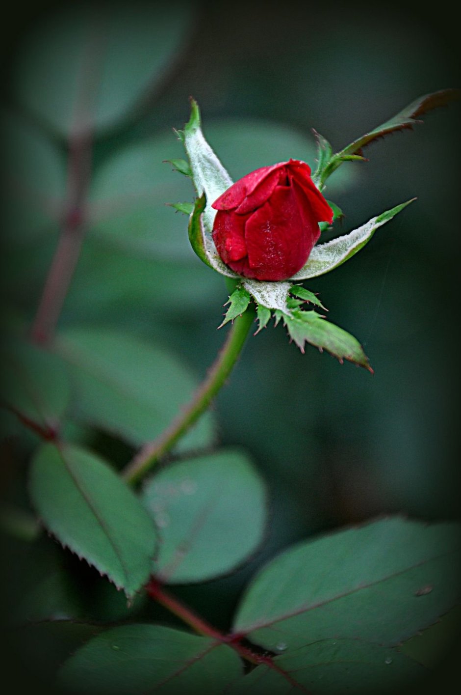 Бутон розы