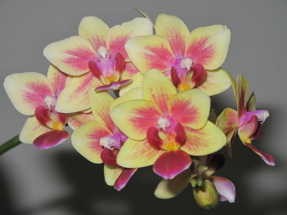 Орхидея Phalaenopsis Dutch Diva
