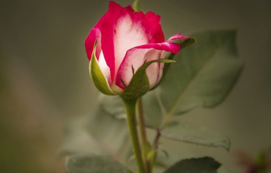 Роза полубутон