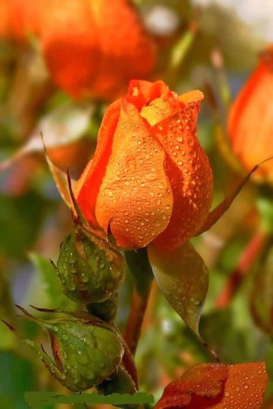 Красивые бутоны роз